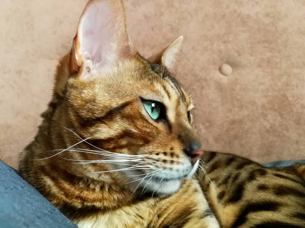 Grand chat du Bengale aux yeux vert clair — Photo
