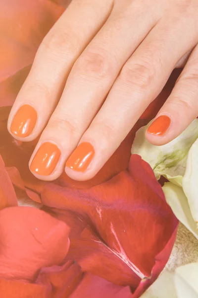 Handen met rode nagels op rozenblaadjes — Stockfoto