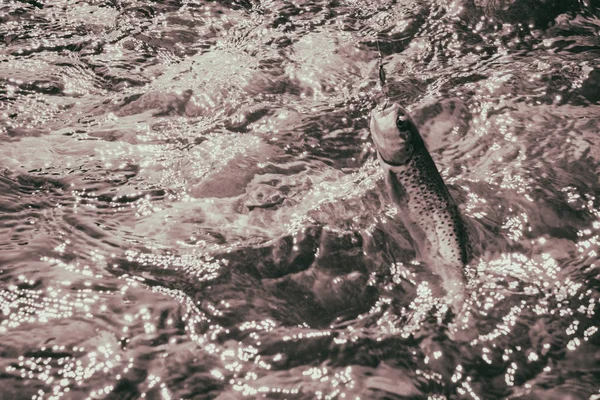 Vissen op forel in de rivier van de berg — Stockfoto