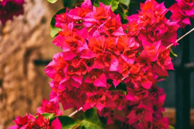 Duvarda pembe çiçekler