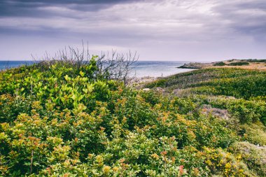 denizin arka planda çalılar