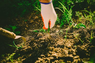 Bahçede sebze yetiştiriyorum.