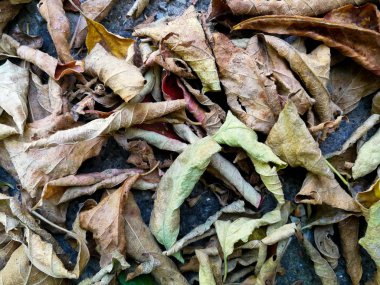 asfalt üzerinde kuru yapraklar