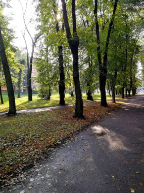 Güzel sokak ağaçları ile