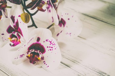 Ahşap arka plan üzerinde orkide