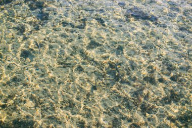 berrak su ve balık taşlar