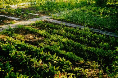 Bahçe Kur ve Sebze Bahçesi