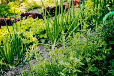 Yataklar çok Sebze tarımı