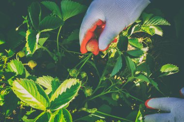 Bahçedeki yabani çilek toplama işlemini