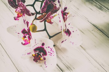 Ahşap arka plan üzerinde orkide