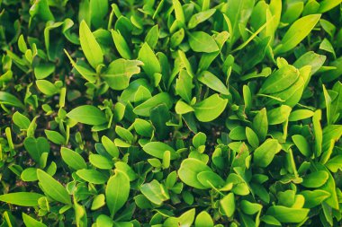 bir ağacın yeşil yaprakları yakın