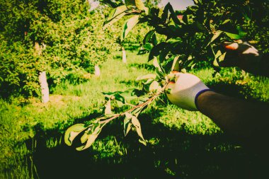 Bahçe Kur ve Sebze Bahçesi