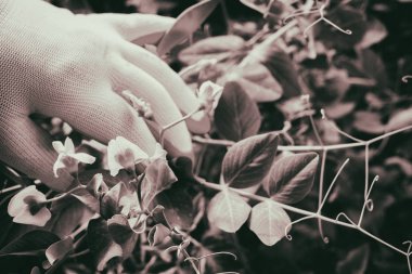 Bahçede sebze yetiştiriyorum.