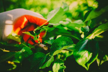 Bahçe Kur ve Sebze Bahçesi