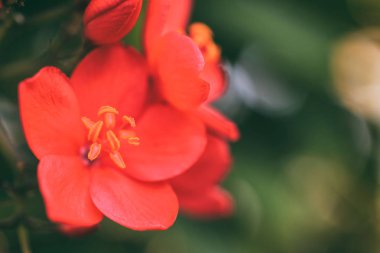 yaprakları ile küçük kırmızı çiçekler