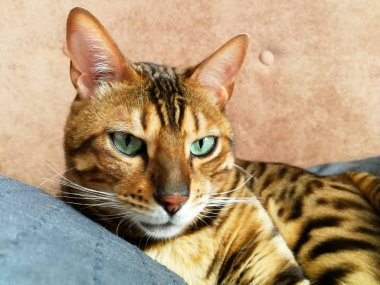 iri gözlü güzel Bengalli kedi