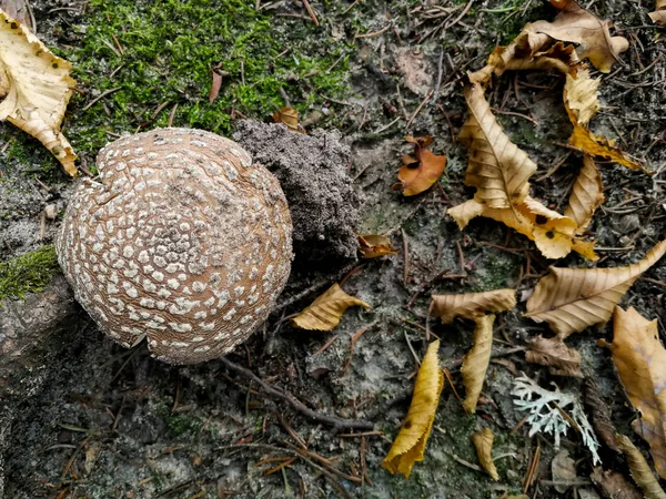 Edible fly agaric — стоковое фото