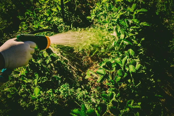 Gartenbewässerung — Stockfoto