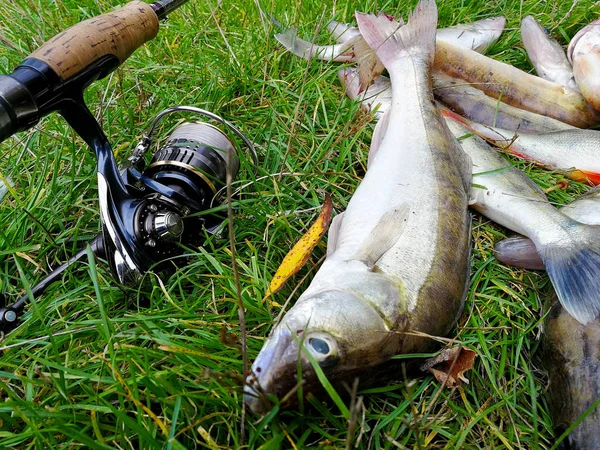 Fishing Zander — Stock Photo, Image