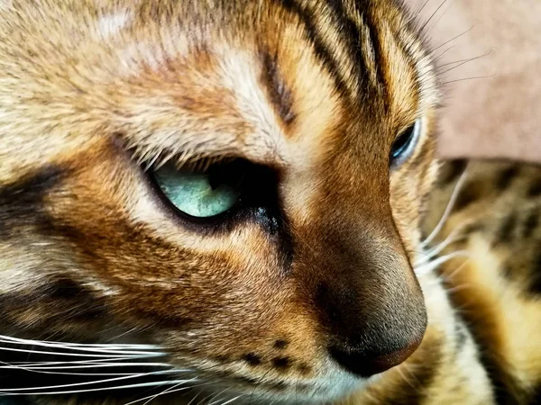 Belo gato bengali com olhos grandes — Fotografia de Stock