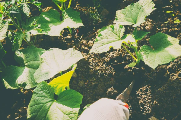 Cultivo de verduras, cuidado das camas — Fotografia de Stock