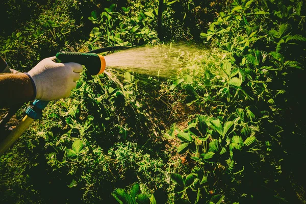 Werben um Garten und Gemüsegarten — Stockfoto