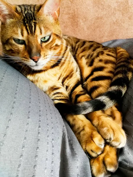 Красивая бенгальская кошка с большими глазами — стоковое фото