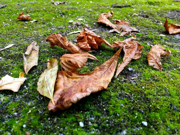 Muschio con foglie secche — Foto Stock