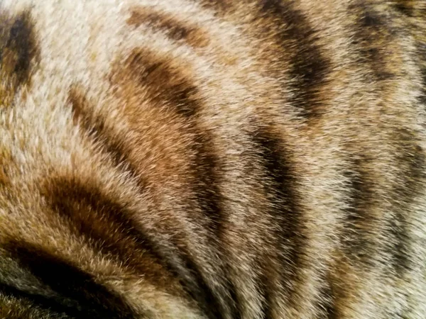 Hår av en Bengal katt — Stockfoto