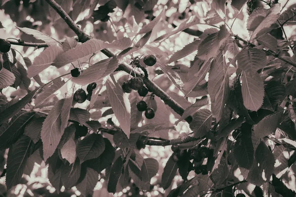 Schöner Garten auf dem Land — Stockfoto