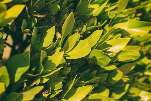 Daun hijau dari pohon dekat — Stok Foto