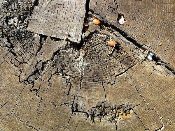 Felled tree top view — Stock Photo, Image