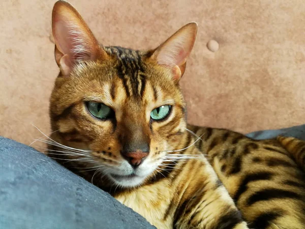 Hermoso gato bengalí con grandes ojos —  Fotos de Stock