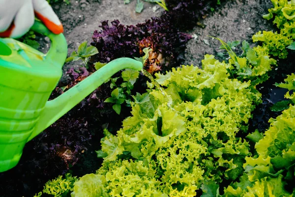 Menanam sayur-sayuran, merawat tempat tidur — Stok Foto