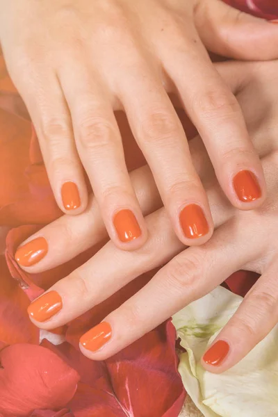 Hands with red nails on rose petals — Stock Photo, Image