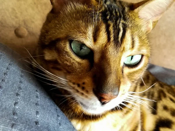 Hermoso gato bengalí con grandes ojos — Foto de Stock