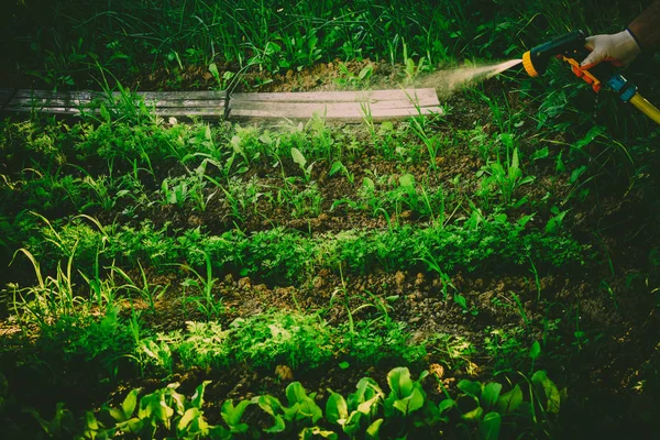 Mengairi sayuran di kebun — Stok Foto