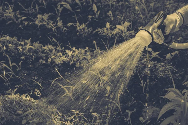 Gartenbewässerung — Stockfoto