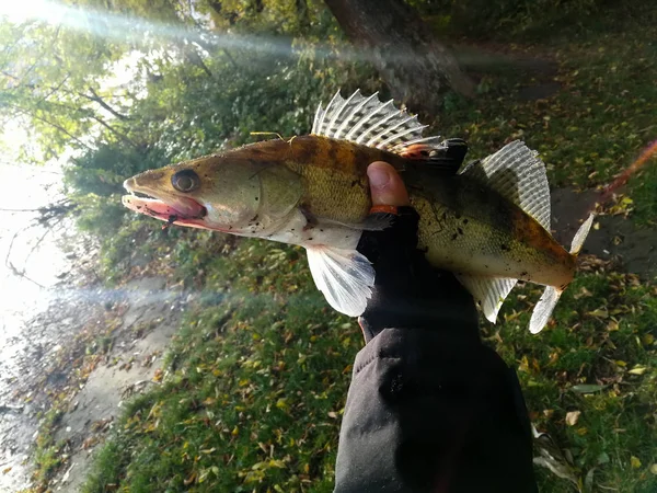 Рыбалка Zander — стоковое фото