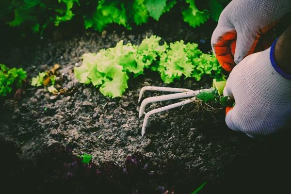 Berkebun, menanam rumput liar. Berkebun . — Stok Foto