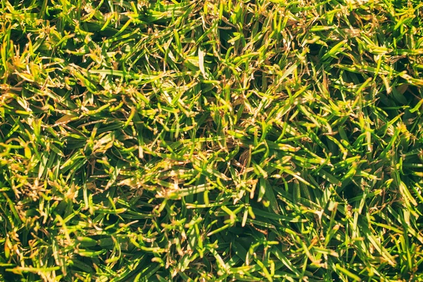Green grass close — Stock Photo, Image