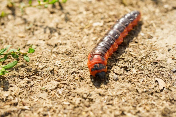 Маленькая красная гусеница — стоковое фото