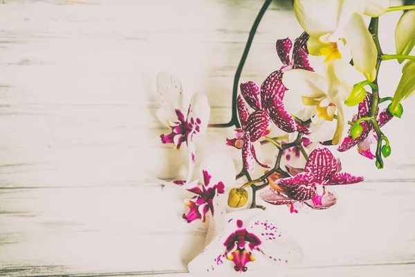 Vackra blommor på en trä vit bakgrund — Stockfoto