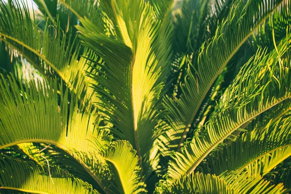 Palm verlaat — Stockfoto