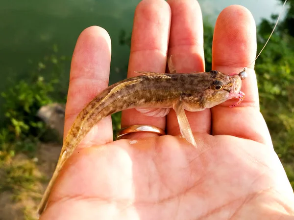 Gevangen vis in een hand op een meer — Stockfoto