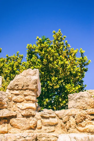 Albero cresce vicino al muro in Grecia — Foto Stock