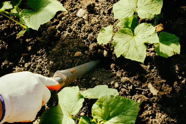 Cultivo de verduras, cuidado das camas — Fotografia de Stock