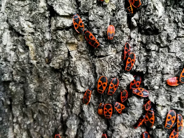 木の樹皮の赤いカブトムシ — ストック写真