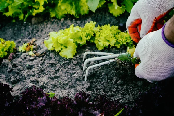 Berkebun, menanam rumput liar. Berkebun . — Stok Foto