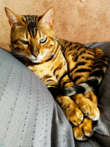 Belo gato bengali com olhos grandes — Fotografia de Stock